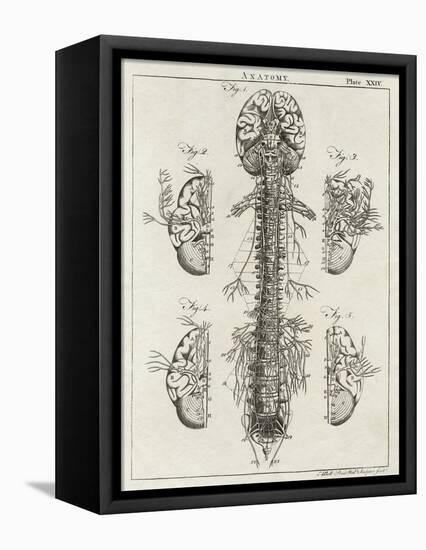 Brain and Spinal Column-A. Bell-Framed Stretched Canvas