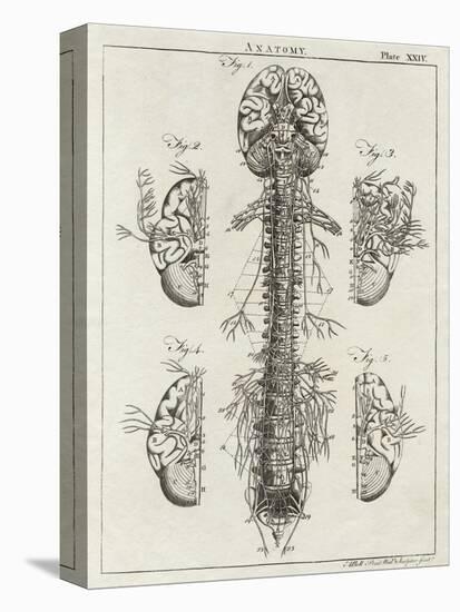 Brain and Spinal Column-A. Bell-Stretched Canvas