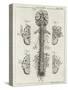 Brain and Spinal Column-A. Bell-Stretched Canvas