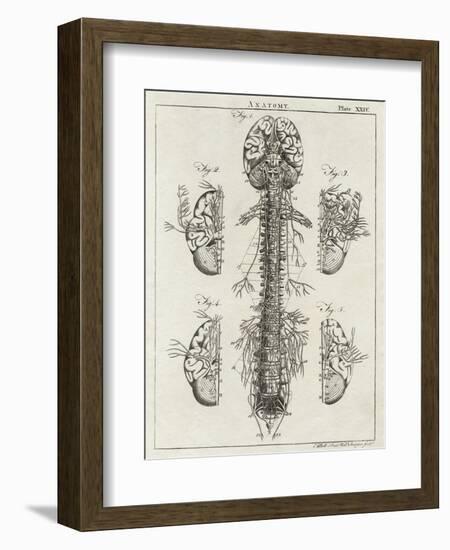 Brain and Spinal Column-A. Bell-Framed Photographic Print