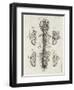 Brain and Spinal Column-A. Bell-Framed Photographic Print