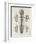 Brain and Spinal Column-A. Bell-Framed Photographic Print