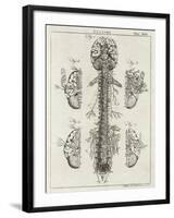 Brain and Spinal Column-A. Bell-Framed Photographic Print