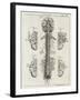 Brain and Spinal Column-A. Bell-Framed Photographic Print