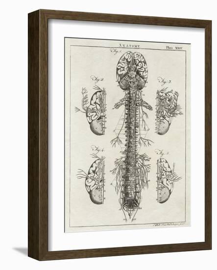 Brain and Spinal Column-A. Bell-Framed Photographic Print