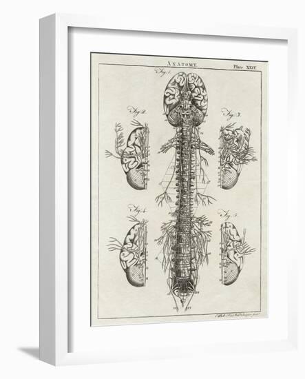 Brain and Spinal Column-A. Bell-Framed Photographic Print