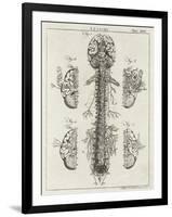 Brain and Spinal Column-A. Bell-Framed Photographic Print