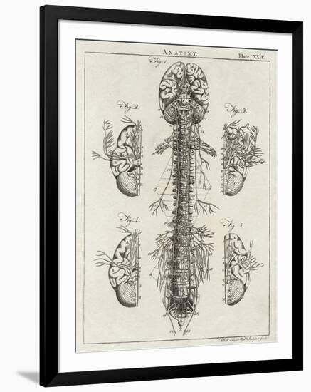 Brain and Spinal Column-A. Bell-Framed Photographic Print