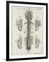 Brain and Spinal Column-A. Bell-Framed Photographic Print