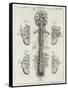 Brain and Spinal Column-A. Bell-Framed Stretched Canvas