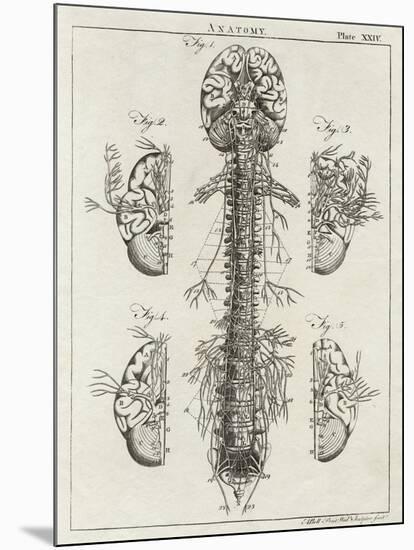 Brain and Spinal Column-A. Bell-Mounted Photographic Print