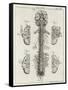 Brain and Spinal Column-A. Bell-Framed Stretched Canvas