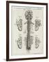 Brain and Spinal Column-A. Bell-Framed Premium Photographic Print