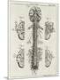 Brain and Spinal Column-A. Bell-Mounted Premium Photographic Print