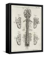 Brain and Spinal Column-A. Bell-Framed Stretched Canvas