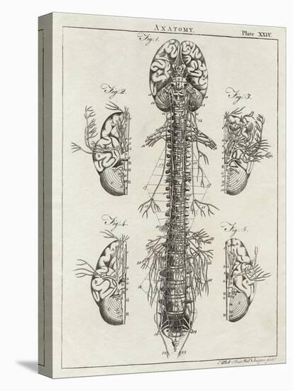 Brain and Spinal Column-A. Bell-Stretched Canvas