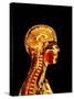 Brain And Spinal Cord-Mehau Kulyk-Stretched Canvas