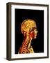 Brain And Spinal Cord-Mehau Kulyk-Framed Photographic Print