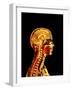 Brain And Spinal Cord-Mehau Kulyk-Framed Photographic Print