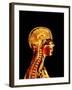 Brain And Spinal Cord-Mehau Kulyk-Framed Photographic Print