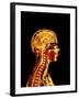 Brain And Spinal Cord-Mehau Kulyk-Framed Photographic Print