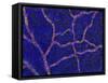 Brain Blood Supply, Confocal Micrograph-Thomas Deerinck-Framed Stretched Canvas