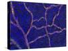 Brain Blood Supply, Confocal Micrograph-Thomas Deerinck-Stretched Canvas