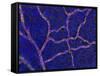 Brain Blood Supply, Confocal Micrograph-Thomas Deerinck-Framed Stretched Canvas