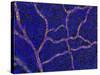 Brain Blood Supply, Confocal Micrograph-Thomas Deerinck-Stretched Canvas