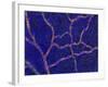 Brain Blood Supply, Confocal Micrograph-Thomas Deerinck-Framed Photographic Print