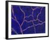 Brain Blood Supply, Confocal Micrograph-Thomas Deerinck-Framed Photographic Print