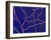 Brain Blood Supply, Confocal Micrograph-Thomas Deerinck-Framed Photographic Print