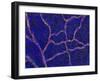 Brain Blood Supply, Confocal Micrograph-Thomas Deerinck-Framed Photographic Print