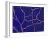 Brain Blood Supply, Confocal Micrograph-Thomas Deerinck-Framed Photographic Print
