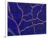 Brain Blood Supply, Confocal Micrograph-Thomas Deerinck-Framed Photographic Print