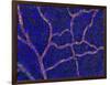 Brain Blood Supply, Confocal Micrograph-Thomas Deerinck-Framed Photographic Print