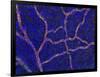 Brain Blood Supply, Confocal Micrograph-Thomas Deerinck-Framed Photographic Print