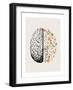 Brain Bloom-Beth Cai-Framed Giclee Print