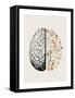 Brain Bloom-Beth Cai-Framed Stretched Canvas