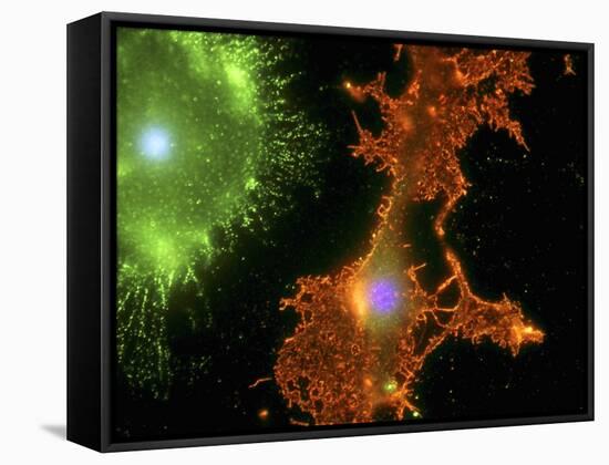 Brain Cells In Culture, Light Micrograph-Riccardo Cassiani-ingoni-Framed Stretched Canvas