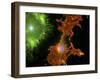 Brain Cells In Culture, Light Micrograph-Riccardo Cassiani-ingoni-Framed Photographic Print