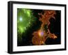 Brain Cells In Culture, Light Micrograph-Riccardo Cassiani-ingoni-Framed Photographic Print