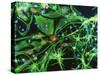 Brain Cells-Nancy Kedersha-Stretched Canvas