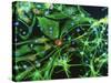 Brain Cells-Nancy Kedersha-Stretched Canvas