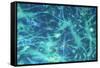 Brain Cells-Dr. Neal Scolding-Framed Stretched Canvas