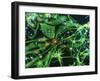 Brain Cells-Nancy Kedersha-Framed Photographic Print