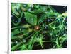 Brain Cells-Nancy Kedersha-Framed Photographic Print