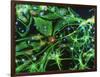 Brain Cells-Nancy Kedersha-Framed Photographic Print