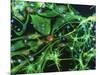 Brain Cells-Nancy Kedersha-Mounted Photographic Print