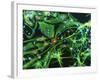 Brain Cells-Nancy Kedersha-Framed Photographic Print